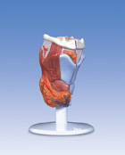 G22: Larynx, 2-part