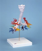 G23: CT Bronchial Tree with Larynx