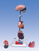 G35: Hypertension Model, 7-part