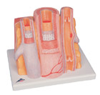G42: 3B MICROanatomy™ Artery and Vein -14-times enlarged