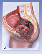 H10: Female Pelvis, 2-part