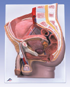 H11: Male Pelvis, 2-part