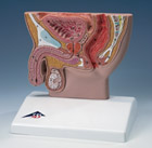 H12: Male Pelvis Section, 1/2 life-size