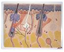 J10: Skin Section, 70 times full-size