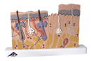 J11: Skin Section, 40 times full-size