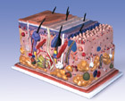 J13: Skin, Block Model, 70 times full-size