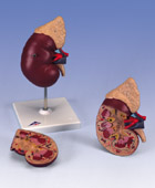 K12: Kidney with Adrenal Gland, 2-part