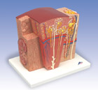 K13: 3B MICROanatomy™ Kidney