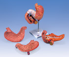 K16: Stomach, 3-part