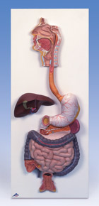 K21: Digestive System, 3-part