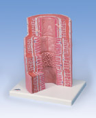K23: 3B MICROanatomy™ Digestive System - 20-times magnified