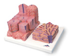 K24: 3B MICROanatomy™ Liver