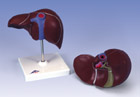 K25: Liver with Gall Bladder