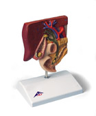 K26: Gallstone Model