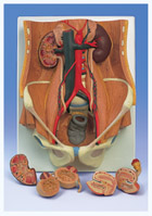 K32: Dual Sex Urinary System, 6-part
