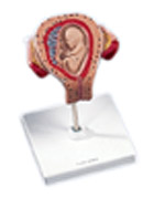 L10/3: 3rd Month Embryo