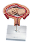 L10/5: 5th Month Foetus, breech position