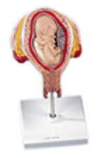 L10/4: 4th Month Foetus, transverse lie