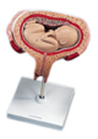 L10/6: 5th Month Foetus, transverse lie