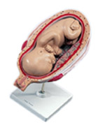 L10/8: 7th Month Foetus