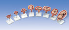 L10: 3B Scientific® Pregnancy Series