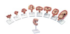 L11: Deluxe 3B Scientific® Pregnancy Series, 9 Models