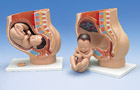 L20: Pregnancy Pelvis, 3-part