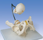 L30: Childbirth Demonstration Pelvis
