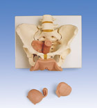 L31: Female Pelvis Skeleton with Genital Organs, 3-part