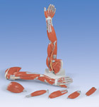 M10: Dissectable Muscled Arm, 6-part