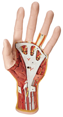 M18: Internal Hand Structure Model, 3-part