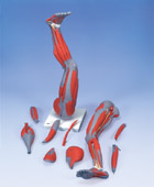 M20: Muscular Leg, 9-part