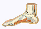 M30: Normal Foot