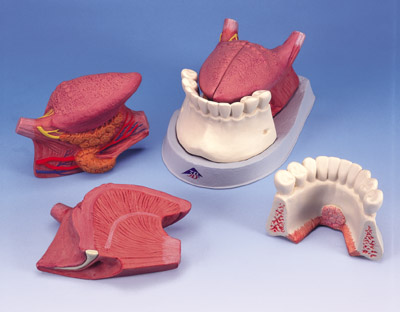T12010: Tongue Model, 2.5 times life-size, 4-part